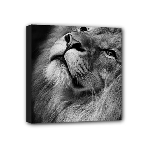 Feline Lion Tawny African Zoo Mini Canvas 4  X 4 
