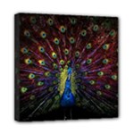Peacock Feathers Mini Canvas 8  x 8  (Stretched)