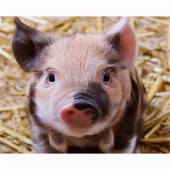Sweet Piglet Collage 8  X 10 