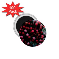 Floral Stars -bright 1 75  Magnets (100 Pack) 